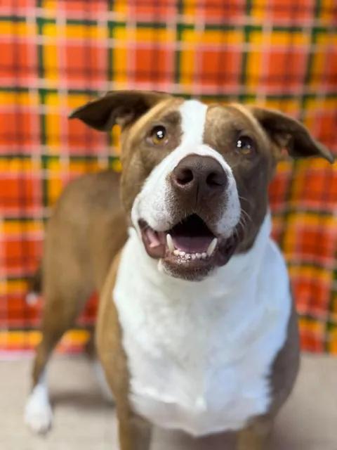 Enlarge Sadie, a Adoptable mixed breed in Chickasha, OK image 6/6