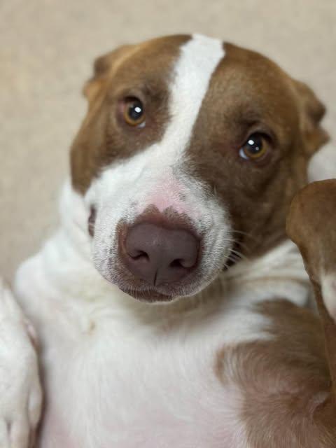 Enlarge Sadie, a Adoptable mixed breed in Chickasha, OK image 4/6