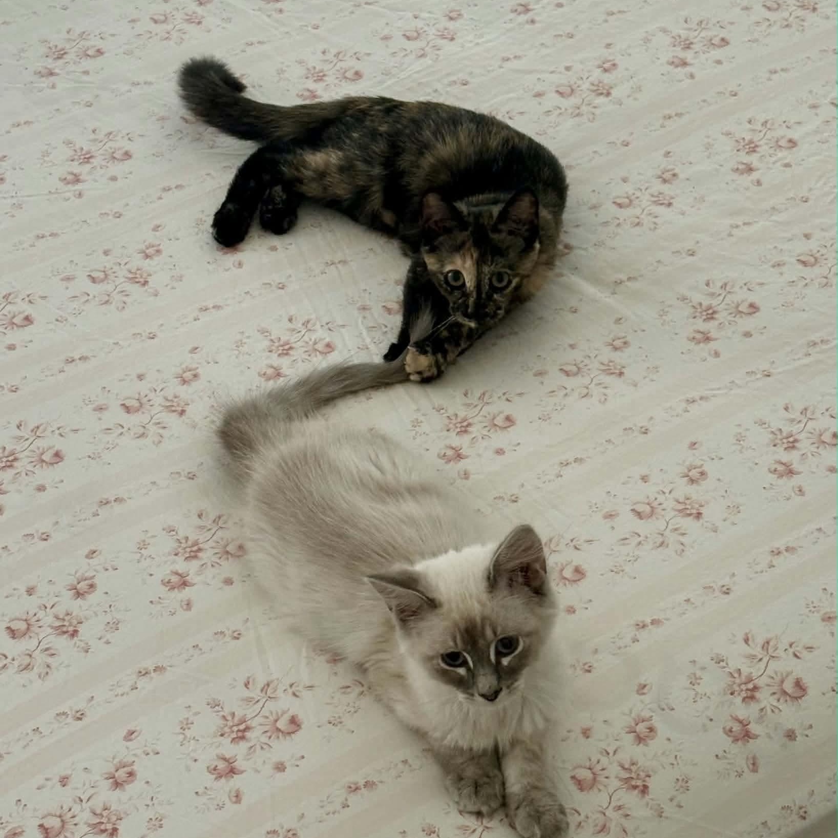 Enlarge Maple & Beech, a Adopted mixed breed in Gladstone, OR image 2/6