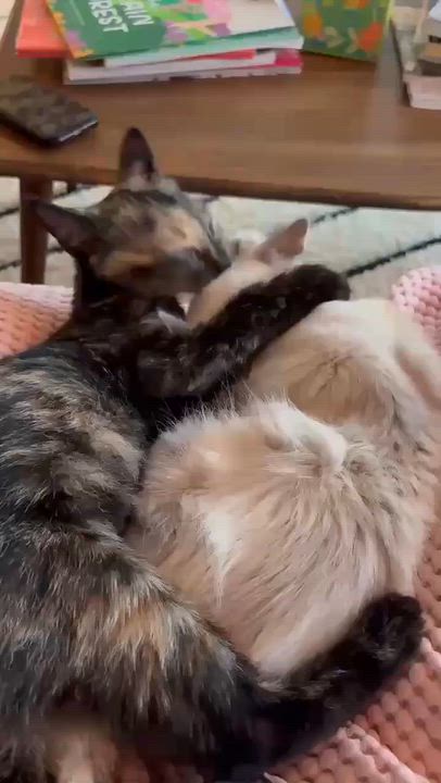 Enlarge Maple & Beech, a Adopted mixed breed in Gladstone, OR video 3/6