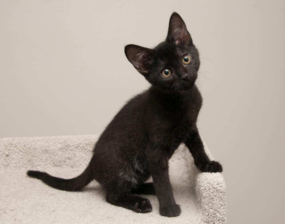 Rocky (gets adopted with Enstrom), a Adoptable Tabby in Westminster, CO image 2/6