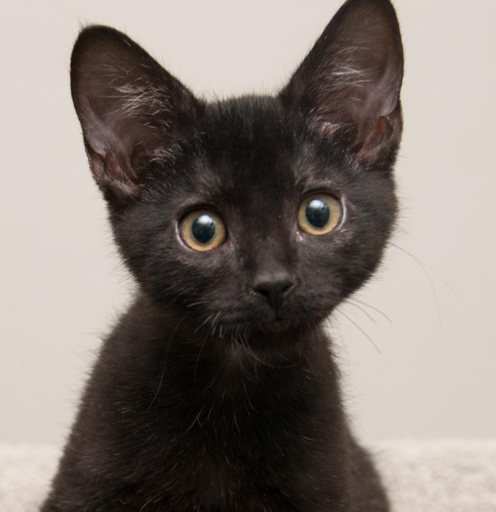 Rocky (gets adopted with Enstrom), Adoptable, Kitten Male Tabby.