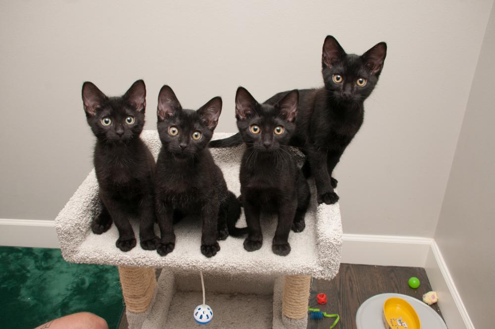 Rocky (gets adopted with Enstrom), a Adoptable Tabby in Westminster, CO image 6/6