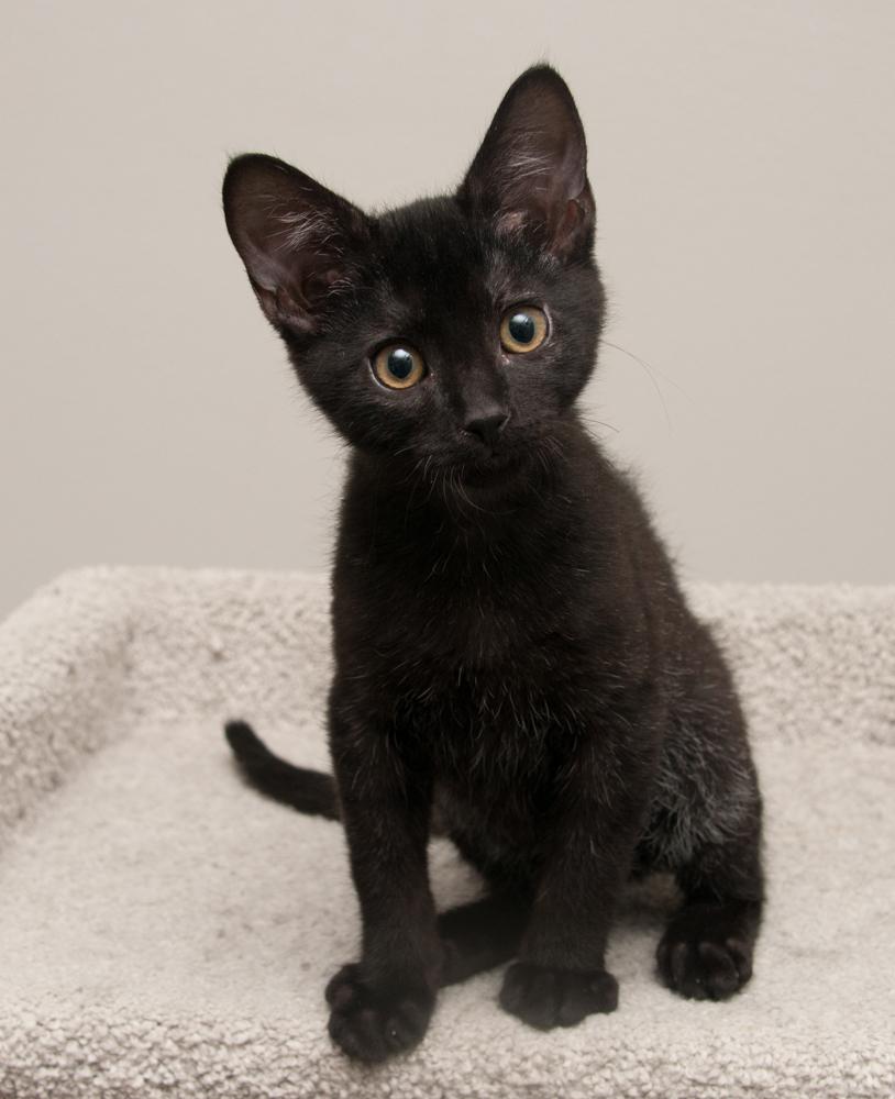 Rocky (gets adopted with Enstrom), a Adoptable Tabby in Westminster, CO image 4/6