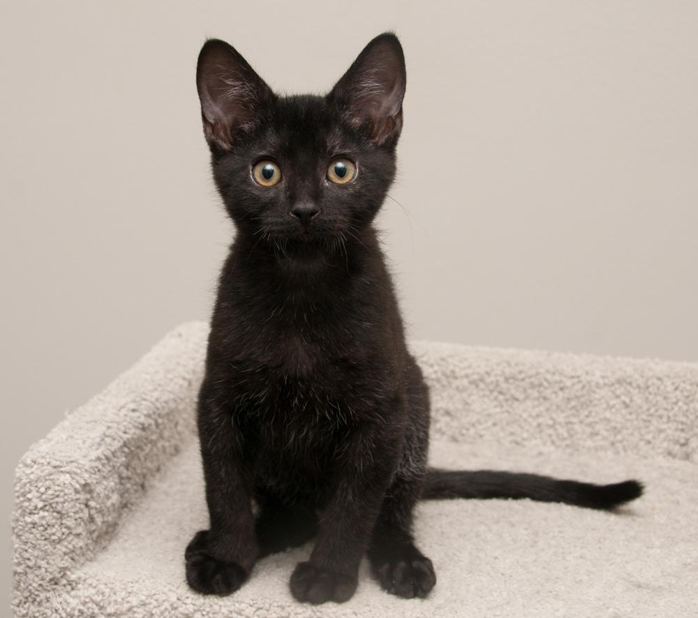 Rocky (gets adopted with Enstrom), a Adoptable Tabby in Westminster, CO image 3/6
