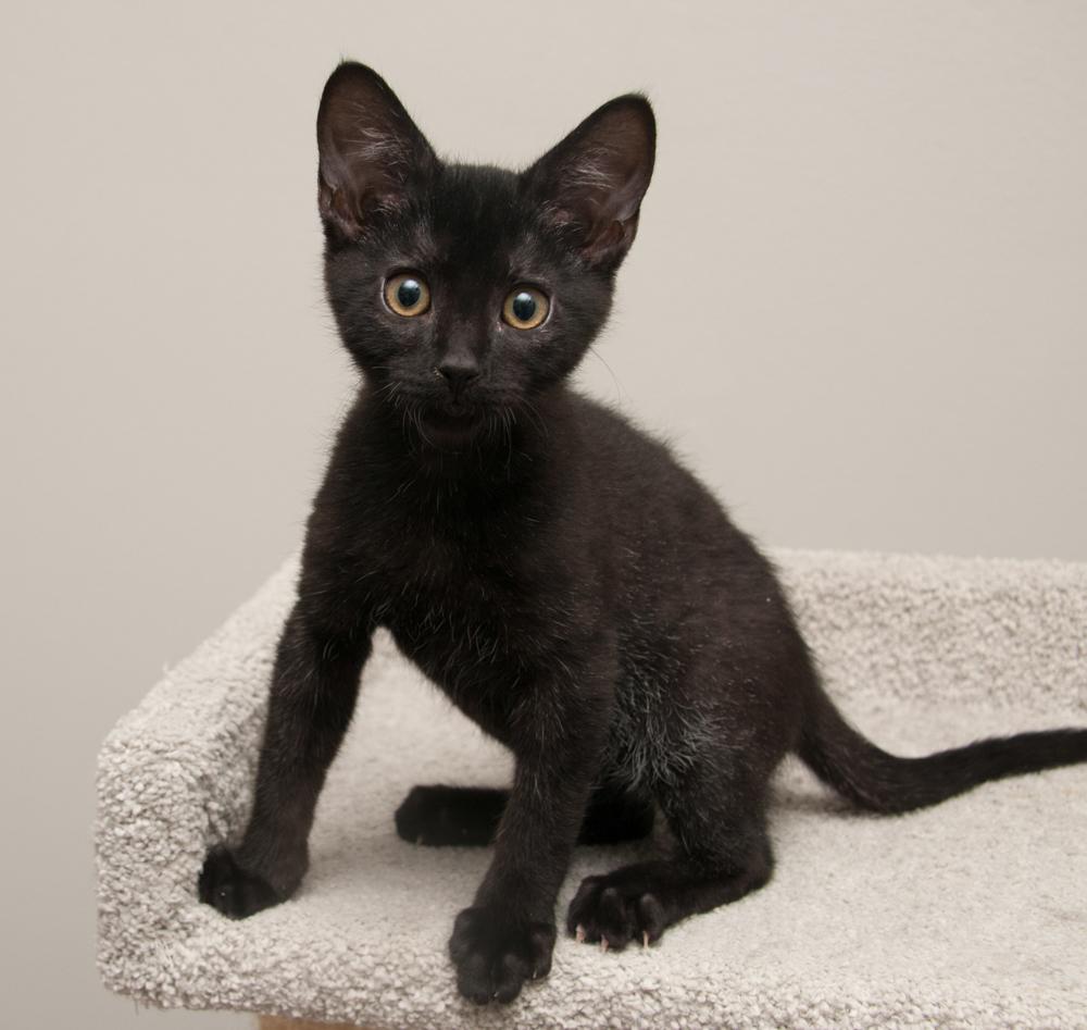 Rocky (gets adopted with Enstrom), a Adoptable Tabby in Westminster, CO image 5/6