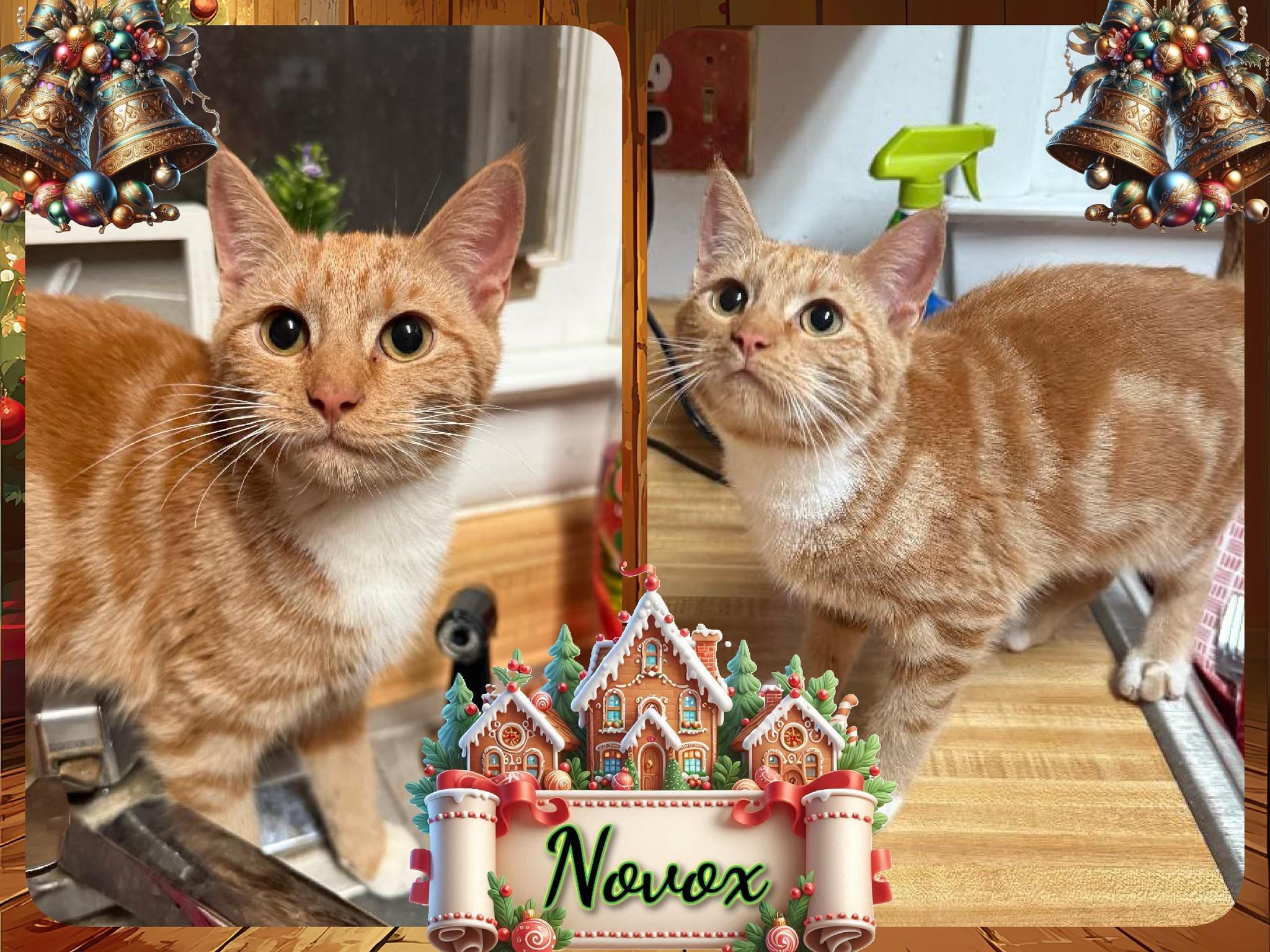 Enlarge Novox, a ADOPTABLE Domestic Short Hair in Corinth, NY image 1/1