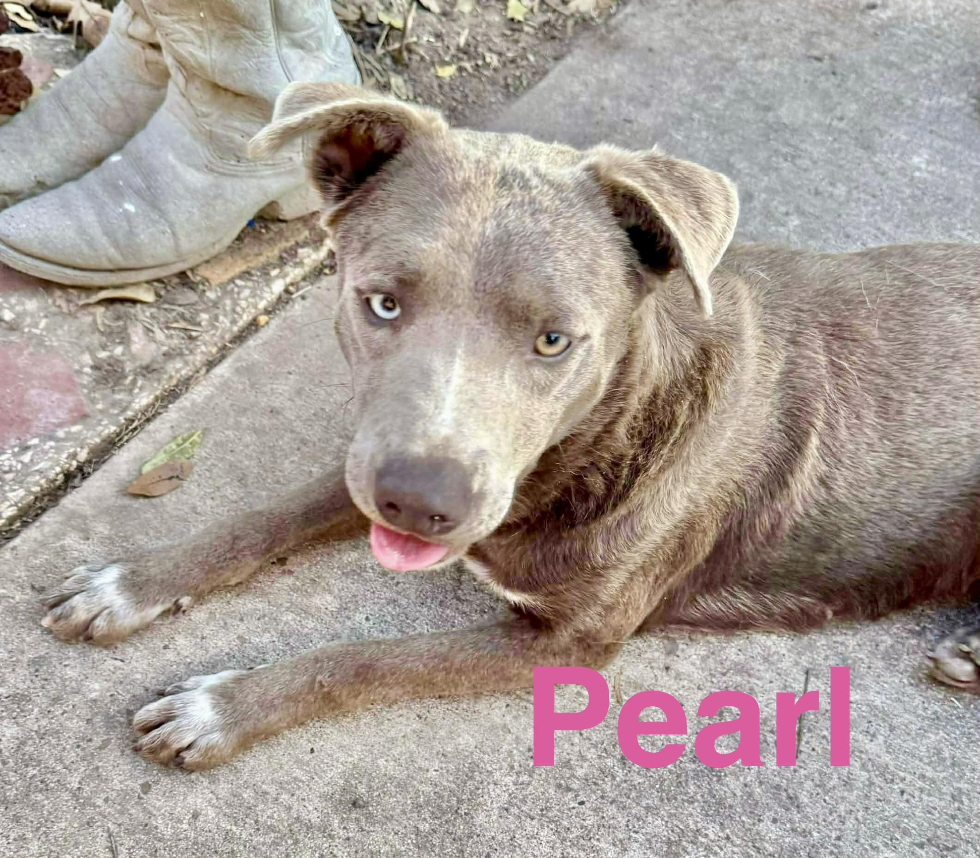 Pearl, a Adoptable Cattle Dog in Waterford, CT image 4/6