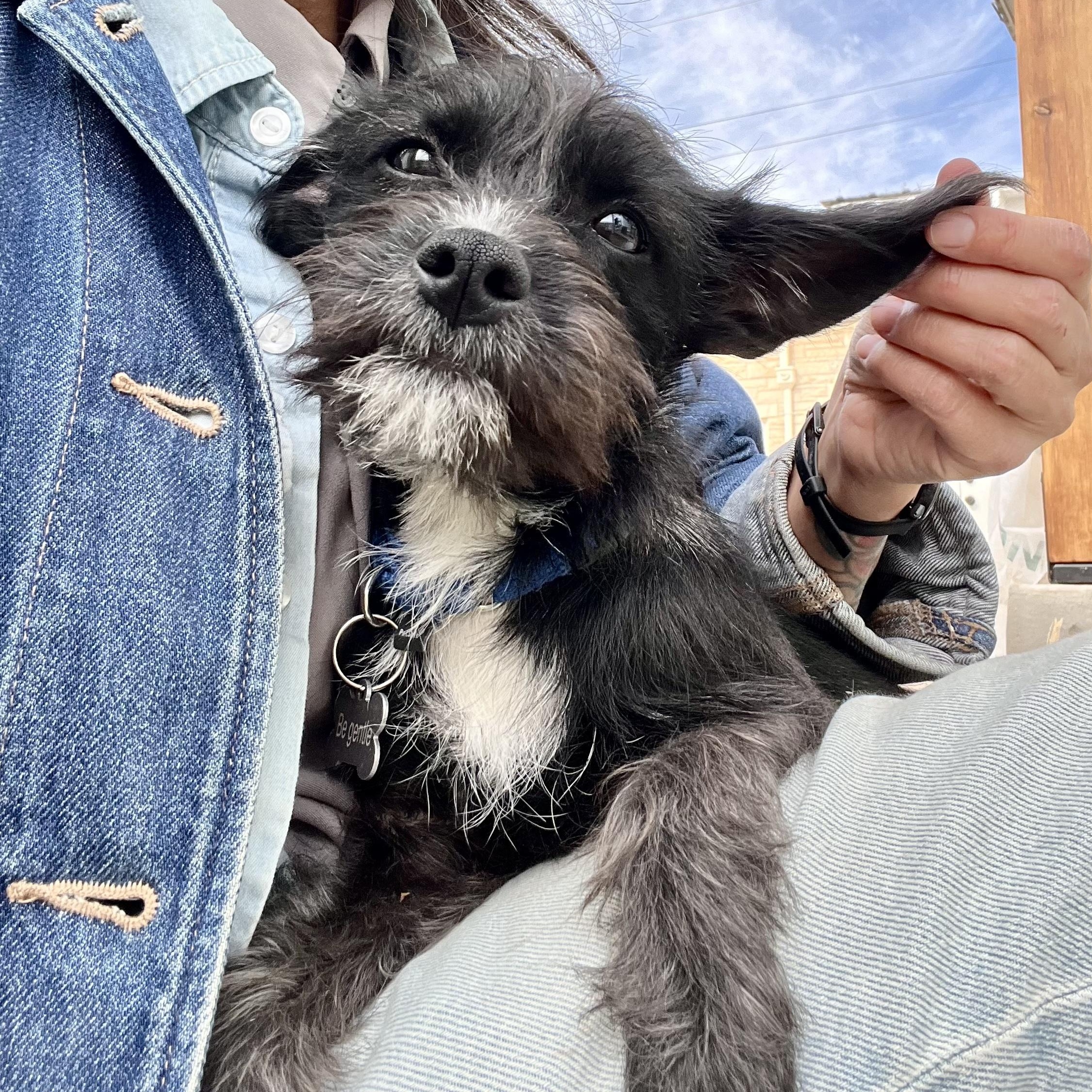 Bigotina, ADOPTABLE, Young Female Terrier.