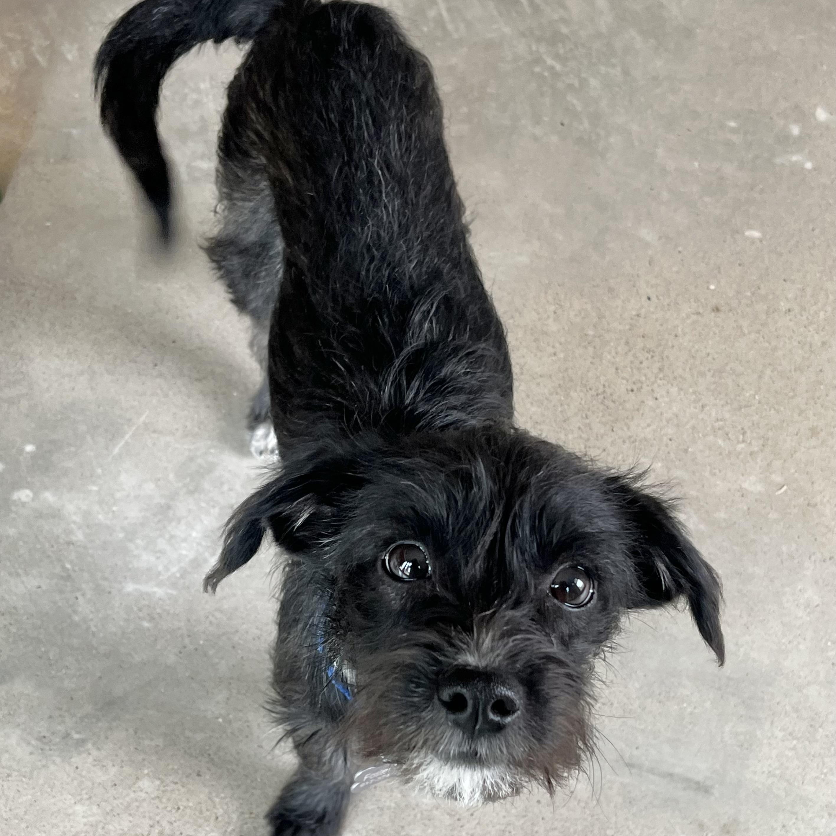 Enlarge Bigotina, a ADOPTABLE mixed breed in Marfa, TX image 2/6