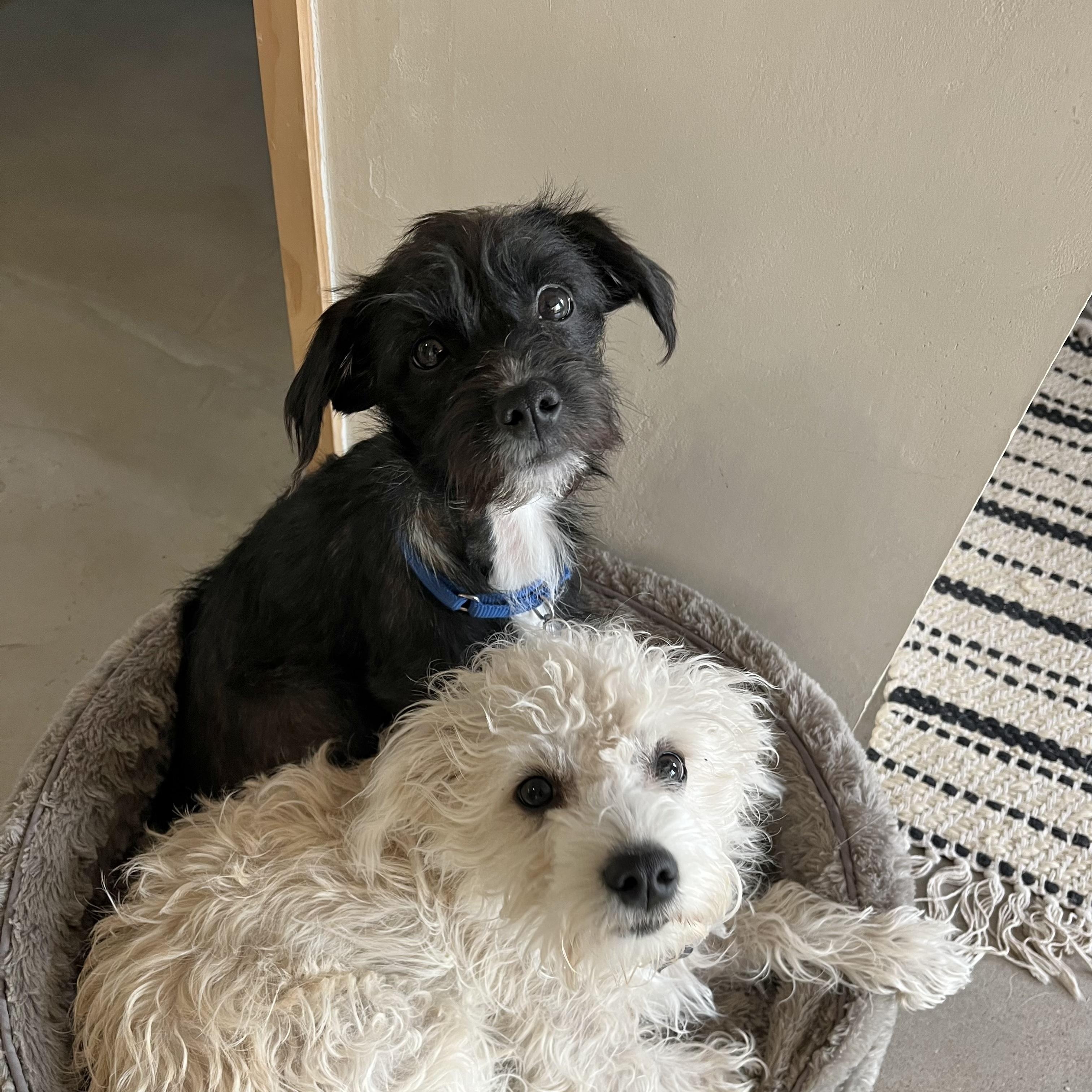 Enlarge Bigotina, a ADOPTABLE mixed breed in Marfa, TX image 6/6