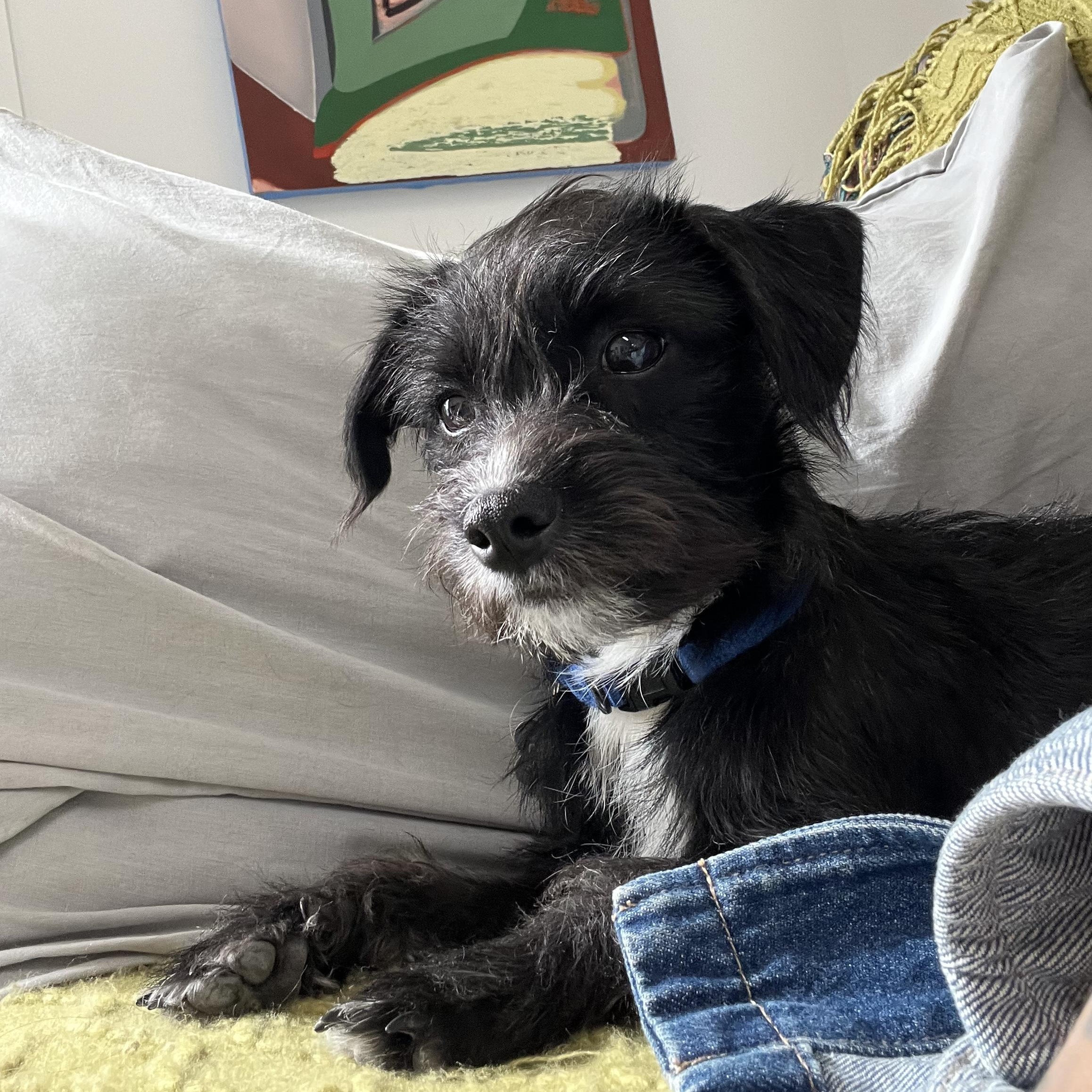 Enlarge Bigotina, a ADOPTABLE mixed breed in Marfa, TX image 4/6