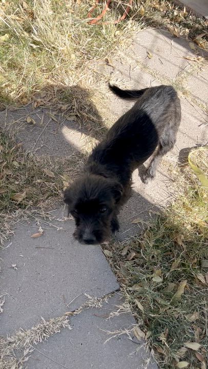 Enlarge Bigotina, a ADOPTABLE mixed breed in Marfa, TX video 5/6