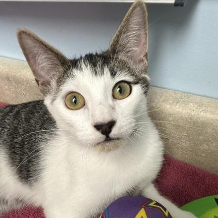 Calypso, Adoptable, Kitten Male Domestic Short Hair.