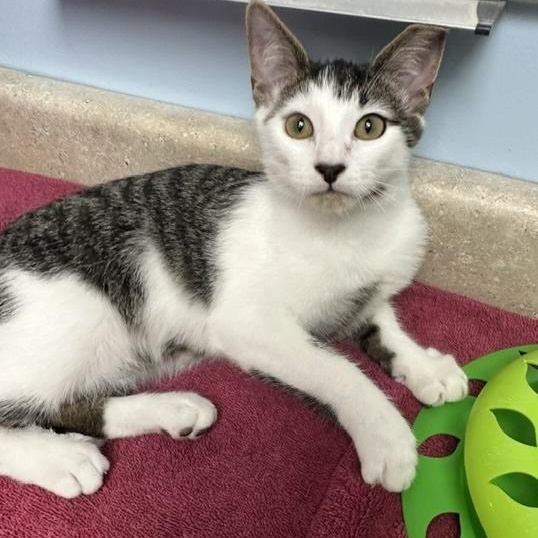 Enlarge Calypso, a Adoptable Domestic Short Hair in Colonia, NJ image 3/5