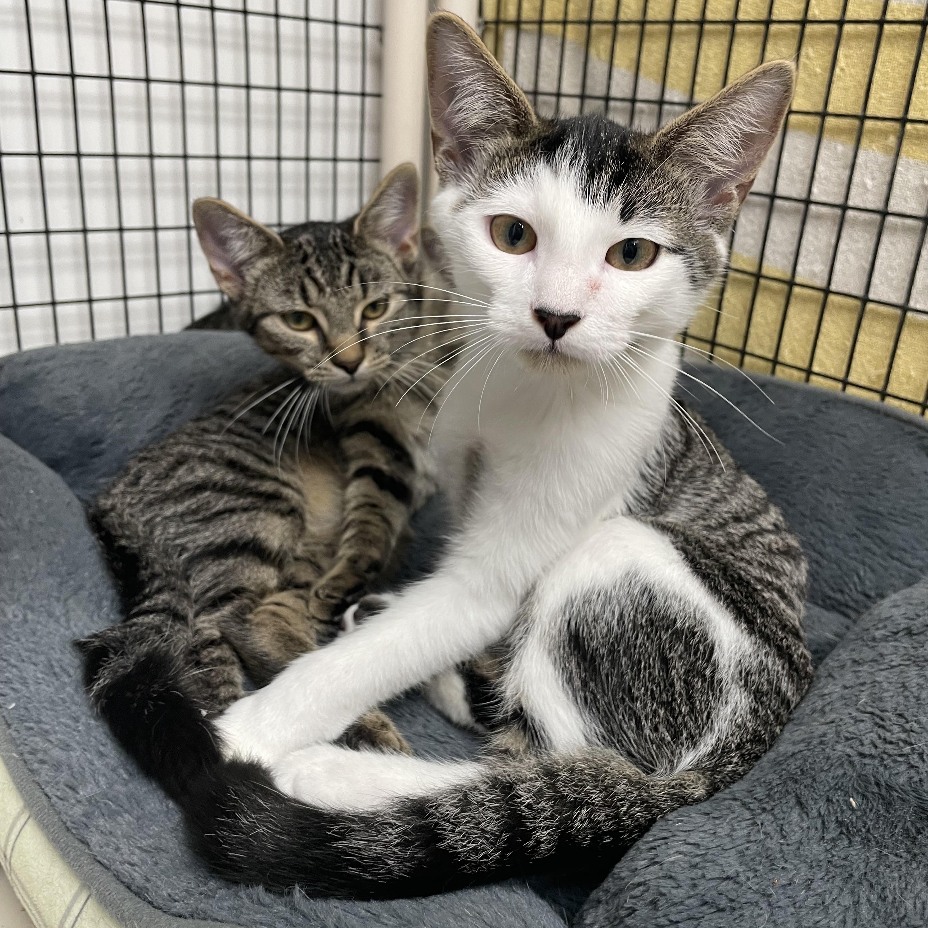 Enlarge Calypso, a Adoptable Domestic Short Hair in Colonia, NJ image 5/5