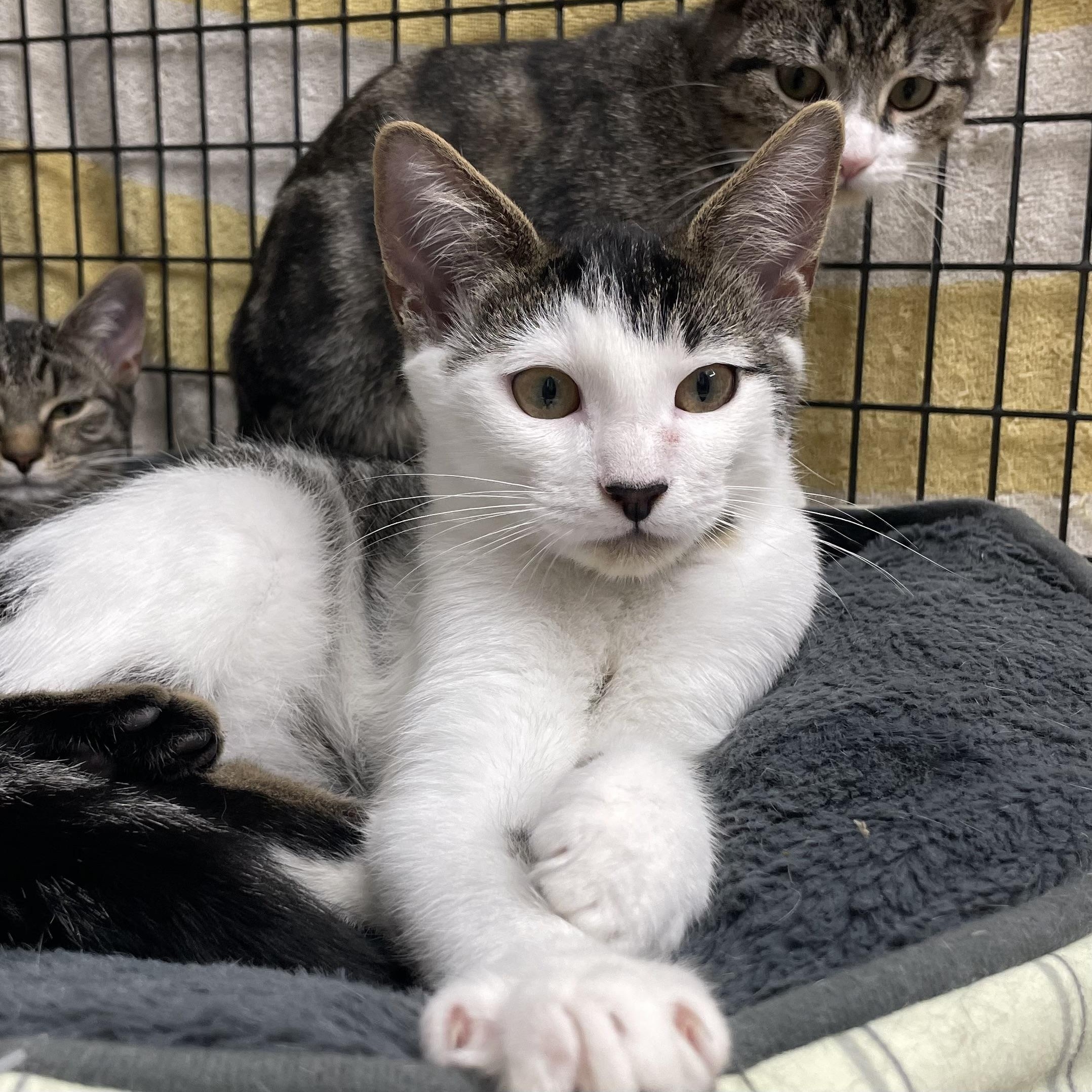 Enlarge Calypso, a Adoptable Domestic Short Hair in Colonia, NJ image 4/5