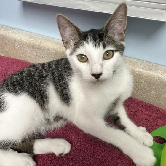 Enlarge Calypso, a Adoptable Domestic Short Hair in Colonia, NJ image 2/5