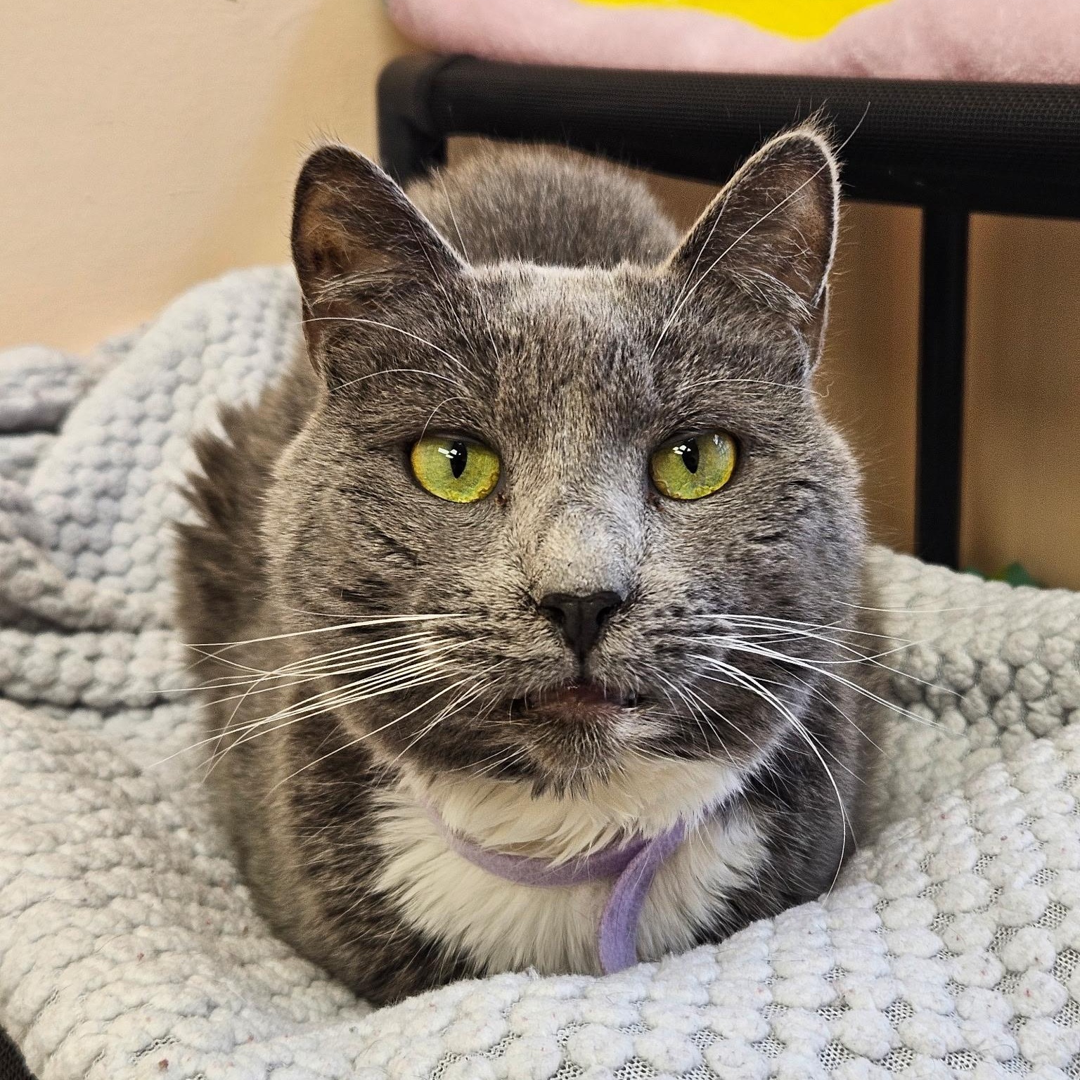 Enlarge Gayle, a ADOPTABLE American Shorthair in Altoona, PA image 1/2
