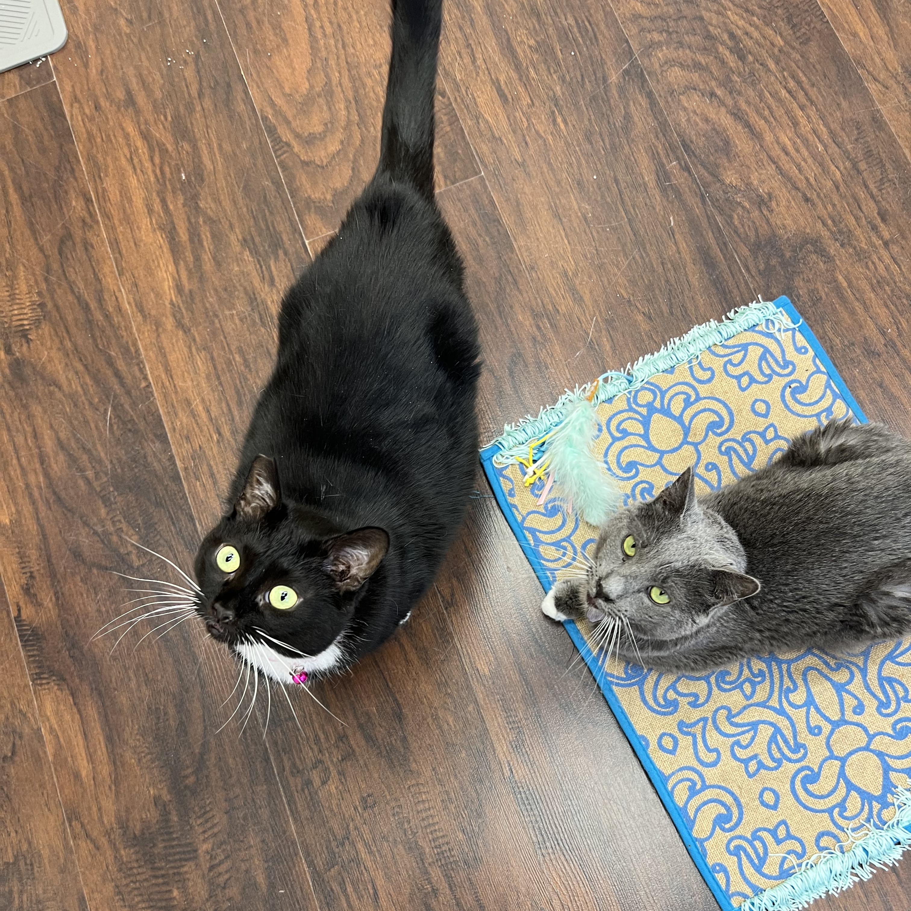 Enlarge Gayle, a ADOPTABLE American Shorthair in Altoona, PA image 2/2