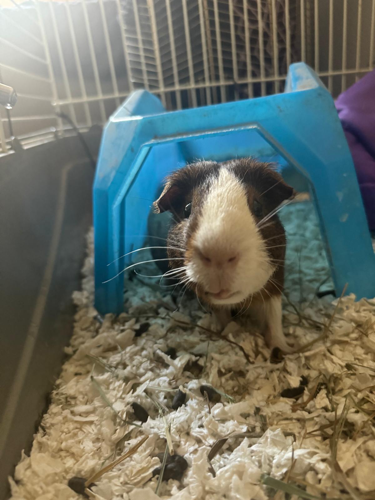 Woody, Adoptable, Young Male Short-Haired.