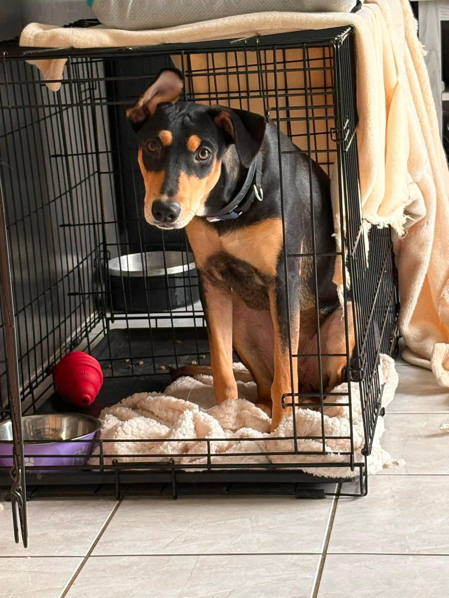 Enlarge Chai, a ADOPTABLE mixed breed in Woodstock, ON image 4/6