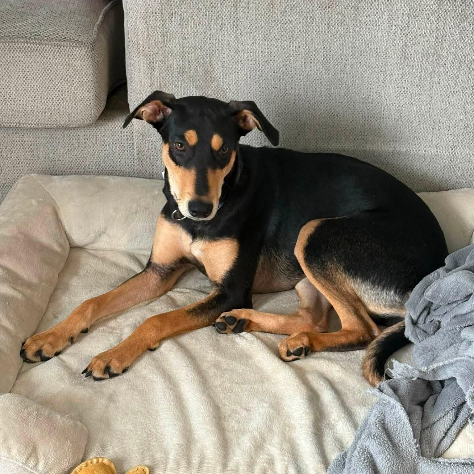 Chai, ADOPTABLE, Puppy Female Shepherd.