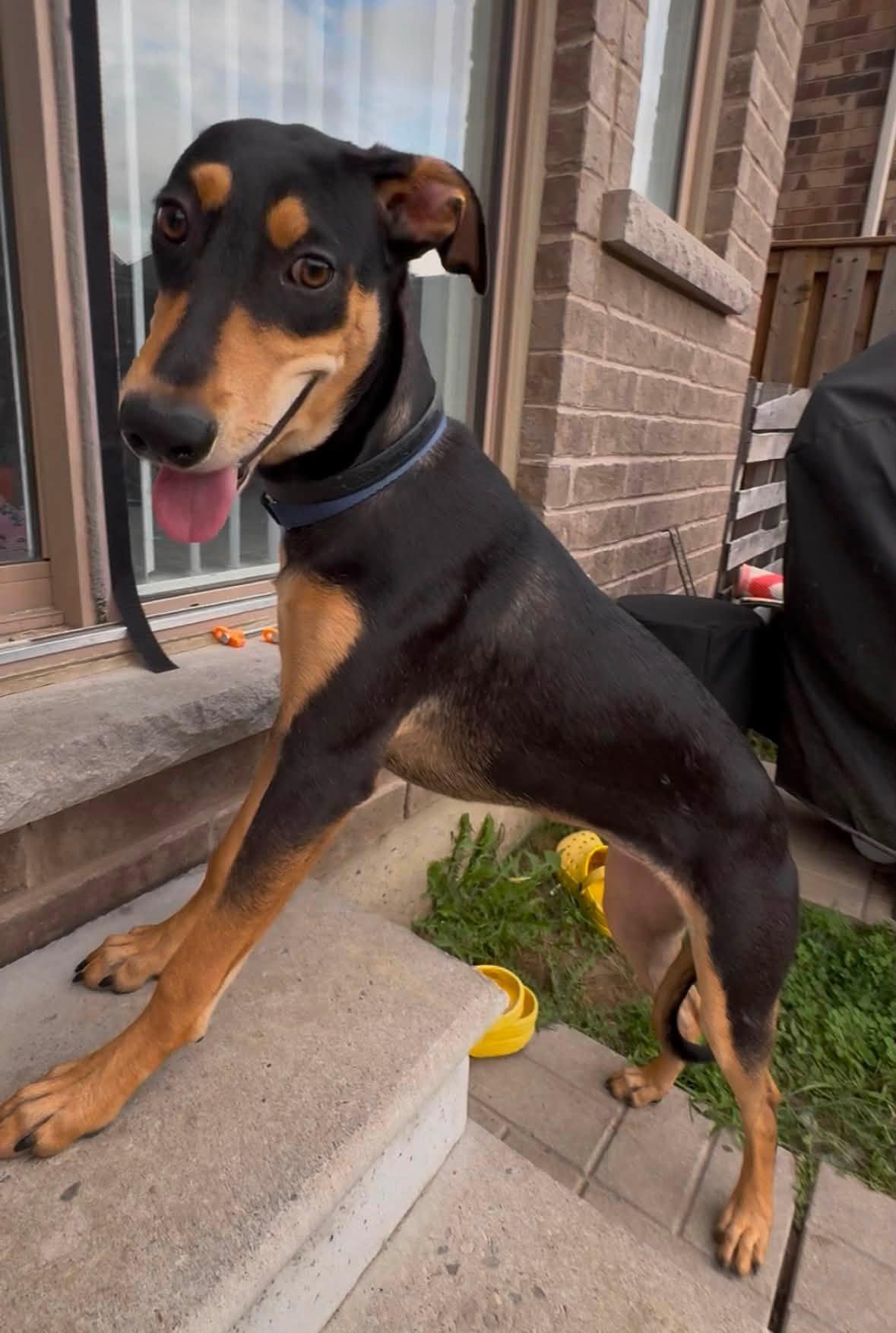 Enlarge Chai, a ADOPTABLE mixed breed in Woodstock, ON image 5/6