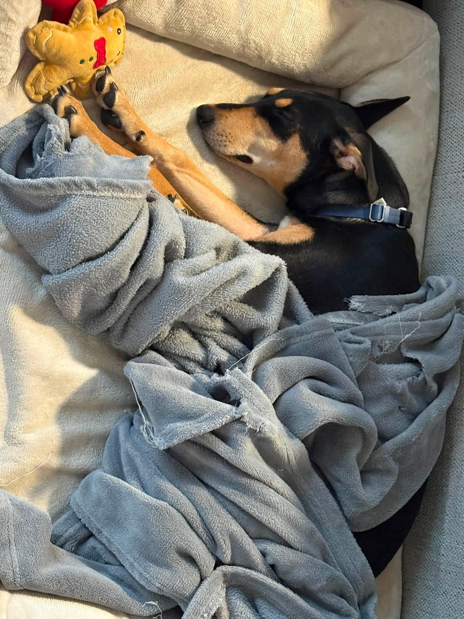 Enlarge Chai, a ADOPTABLE mixed breed in Woodstock, ON image 6/6
