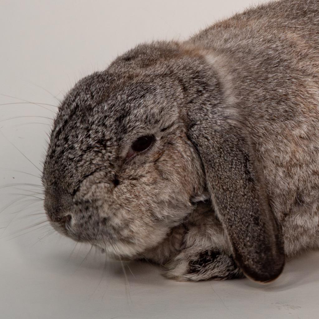 Herman, Adoptable, Adult Male Mini Lop.