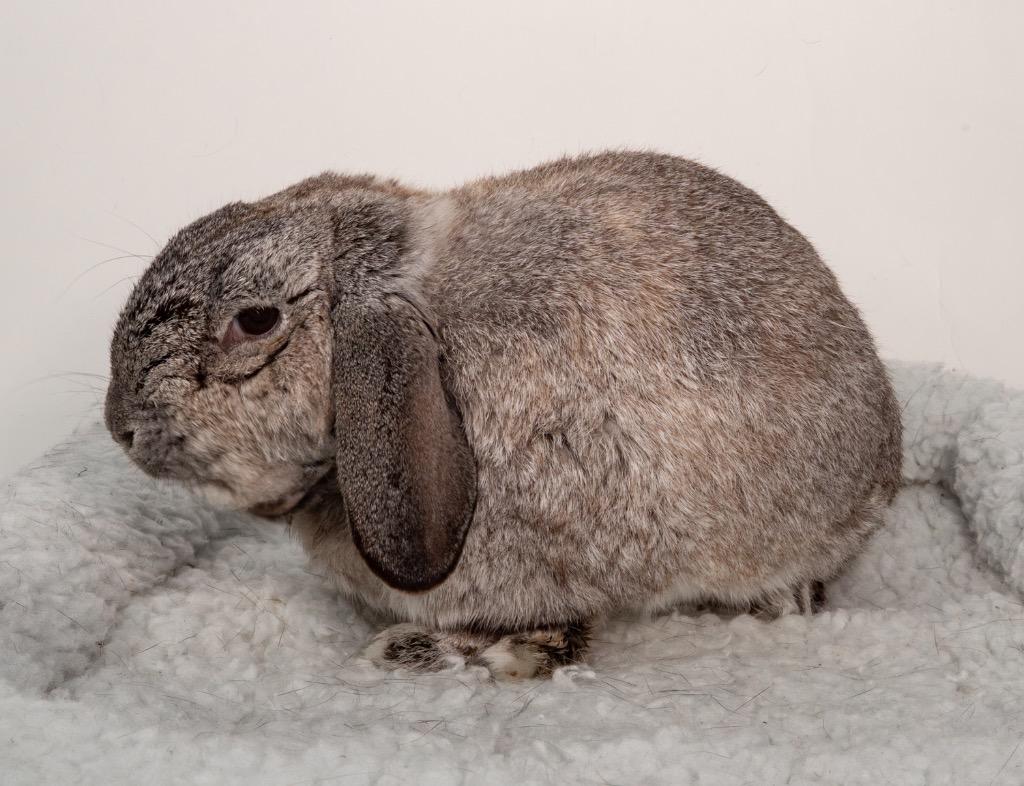 Enlarge Herman, a Adoptable Mini Lop in San Francisco, CA image 2/6