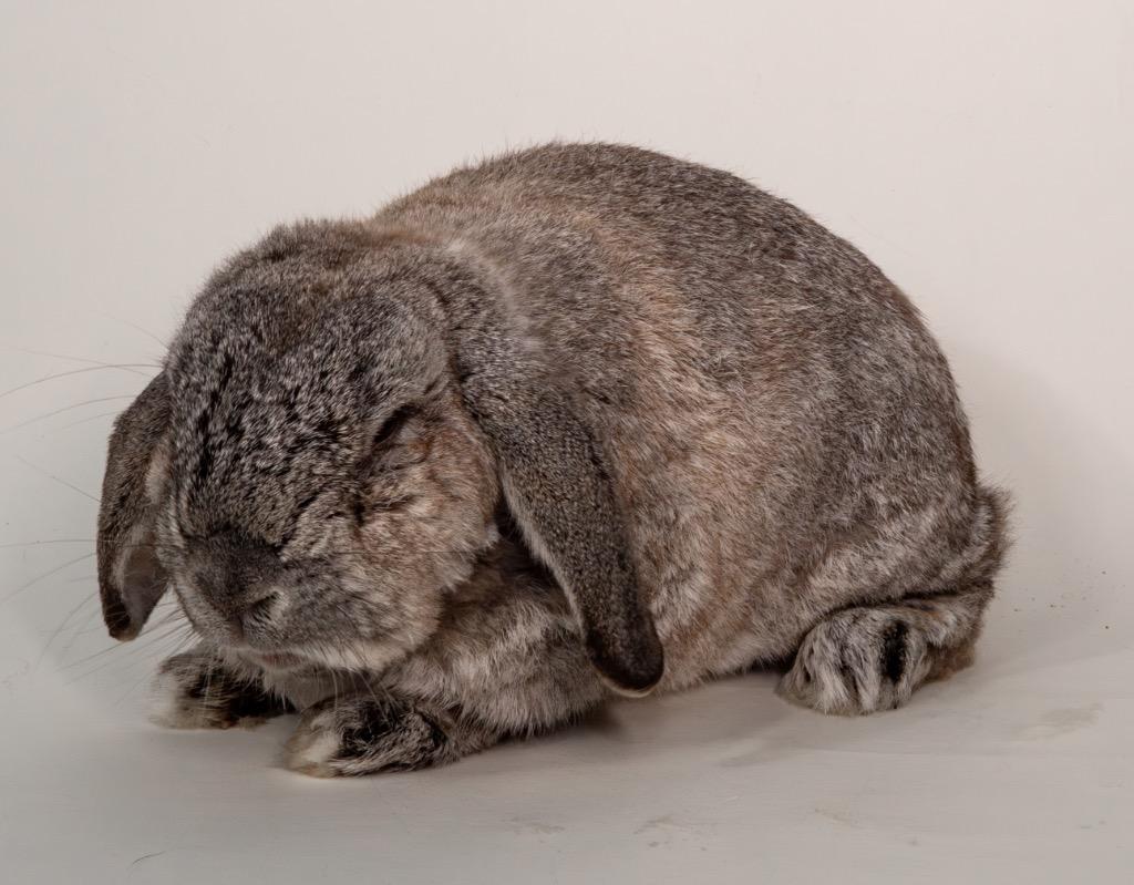 Enlarge Herman, a Adoptable Mini Lop in San Francisco, CA image 3/6