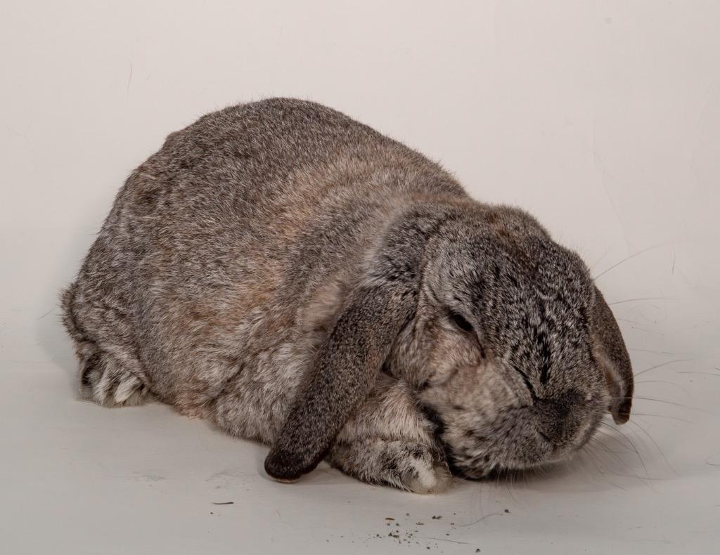 Enlarge Herman, a Adoptable Mini Lop in San Francisco, CA image 4/6