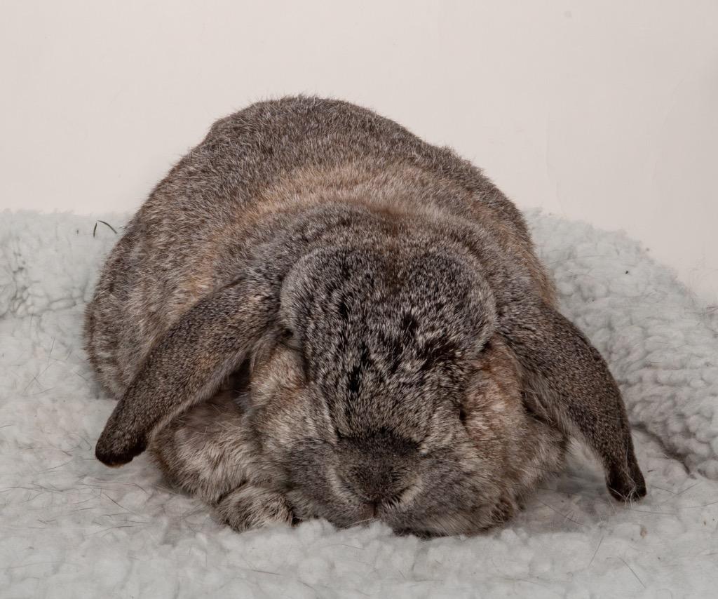 Enlarge Herman, a Adoptable Mini Lop in San Francisco, CA image 5/6
