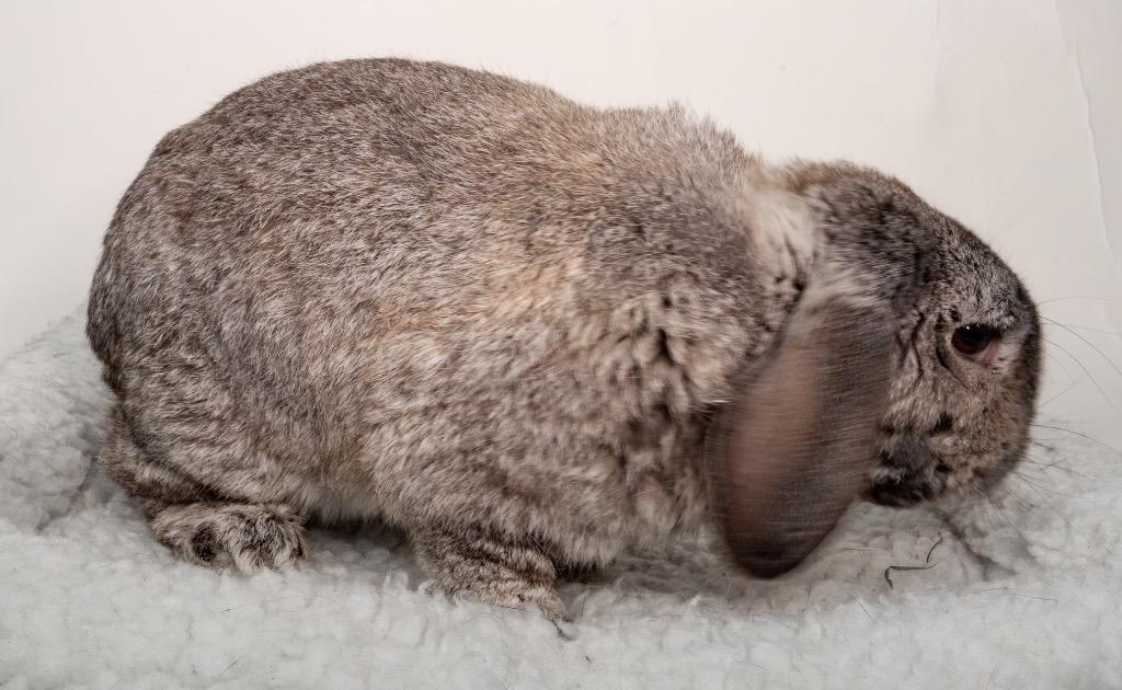 Enlarge Herman, a Adoptable Mini Lop in San Francisco, CA image 6/6