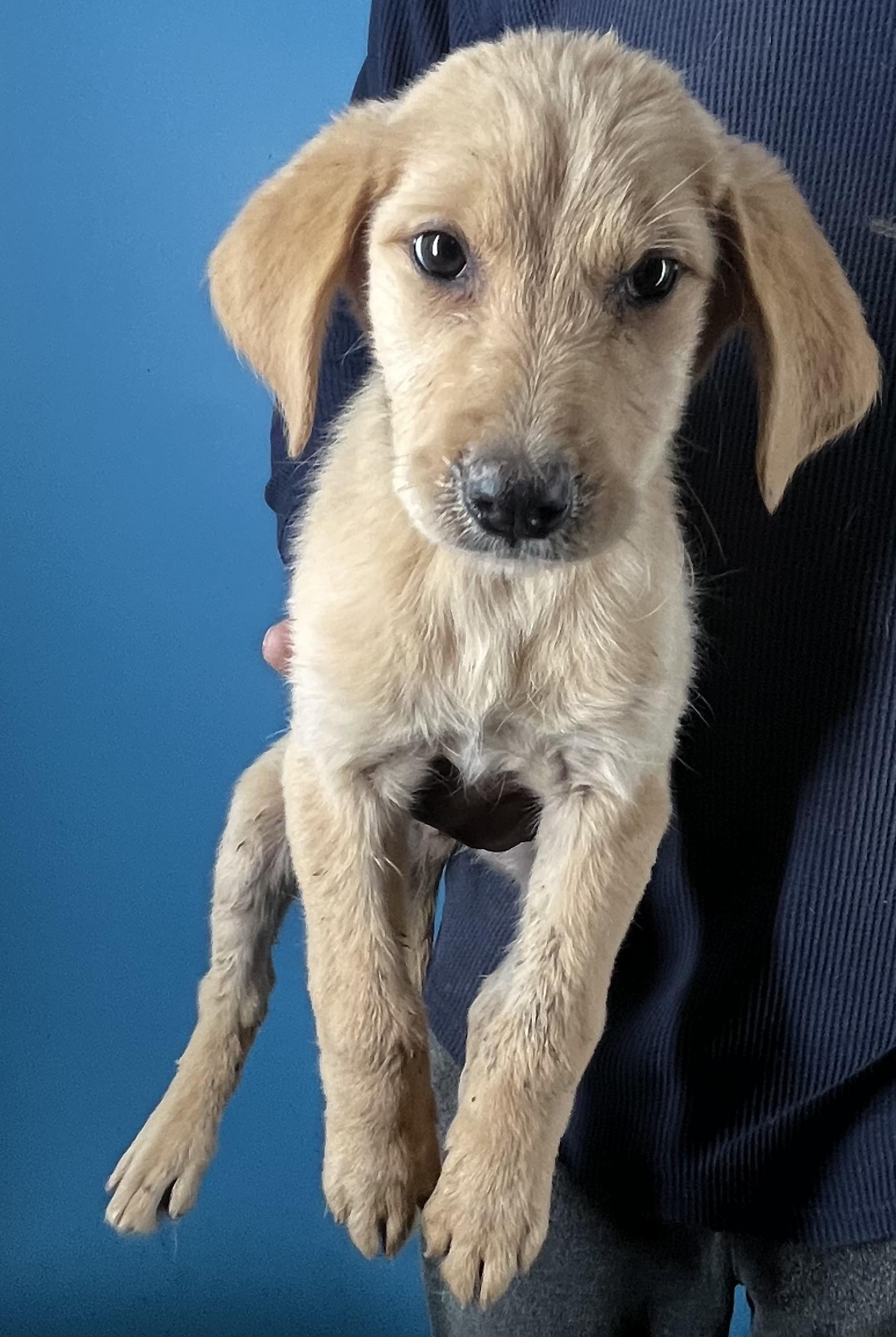 Enlarge Honey - Local February 13-15, an adopted mixed breed in Beaverton , OR image 3/5