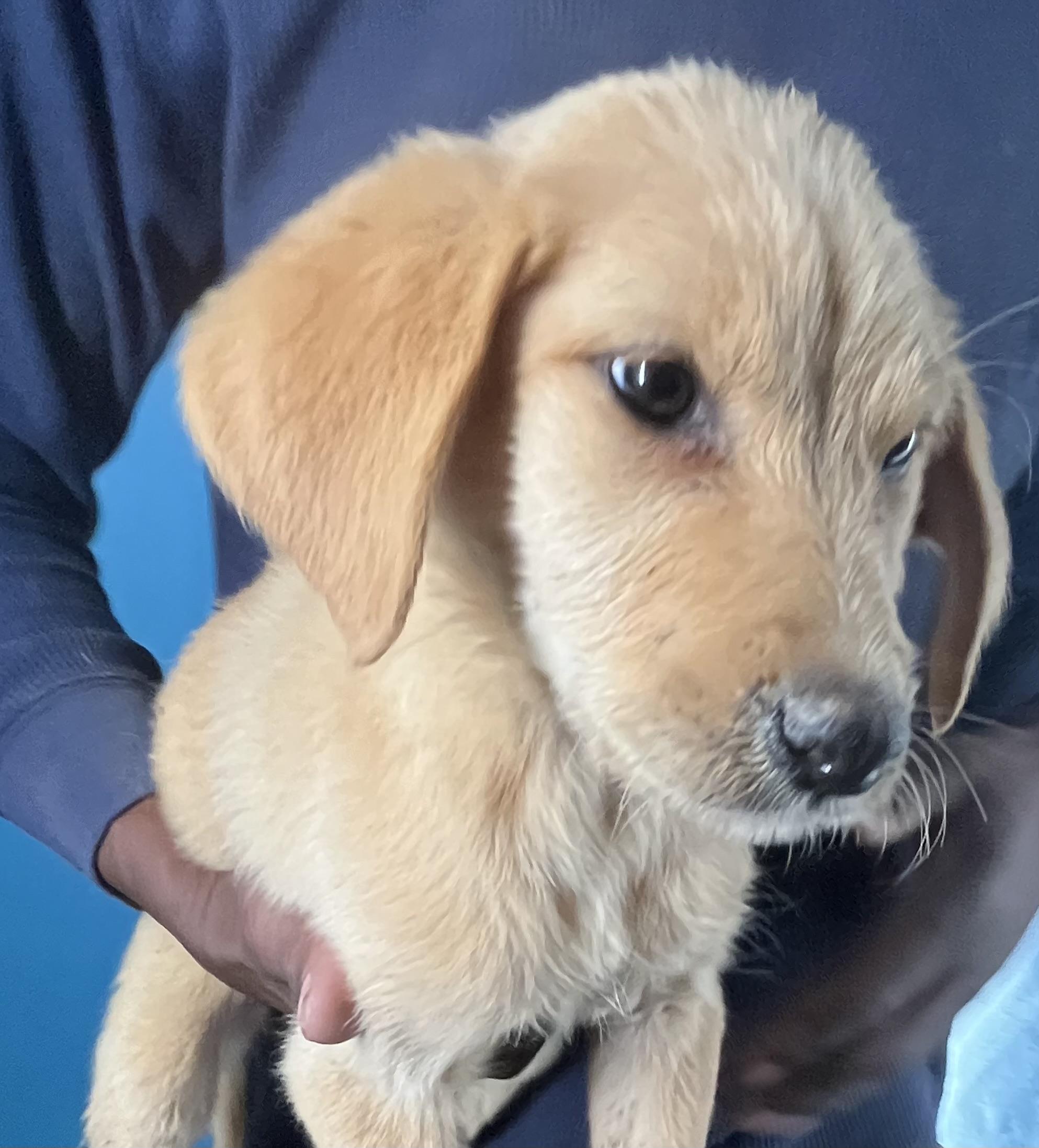 Enlarge Honey - Local February 13-15, an adopted mixed breed in Beaverton , OR image 2/5