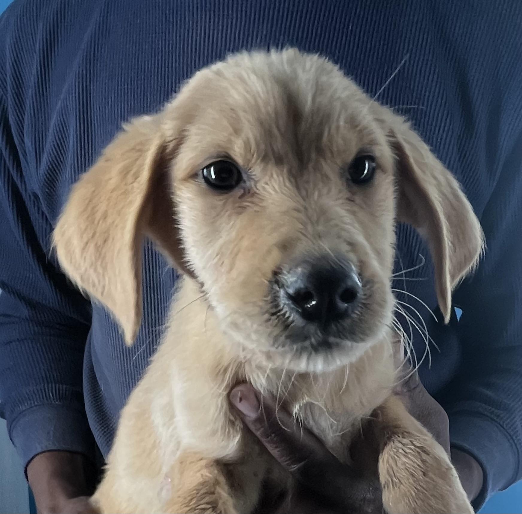 Enlarge Honey - Local February 13-15, an adopted mixed breed in Beaverton , OR image 5/5