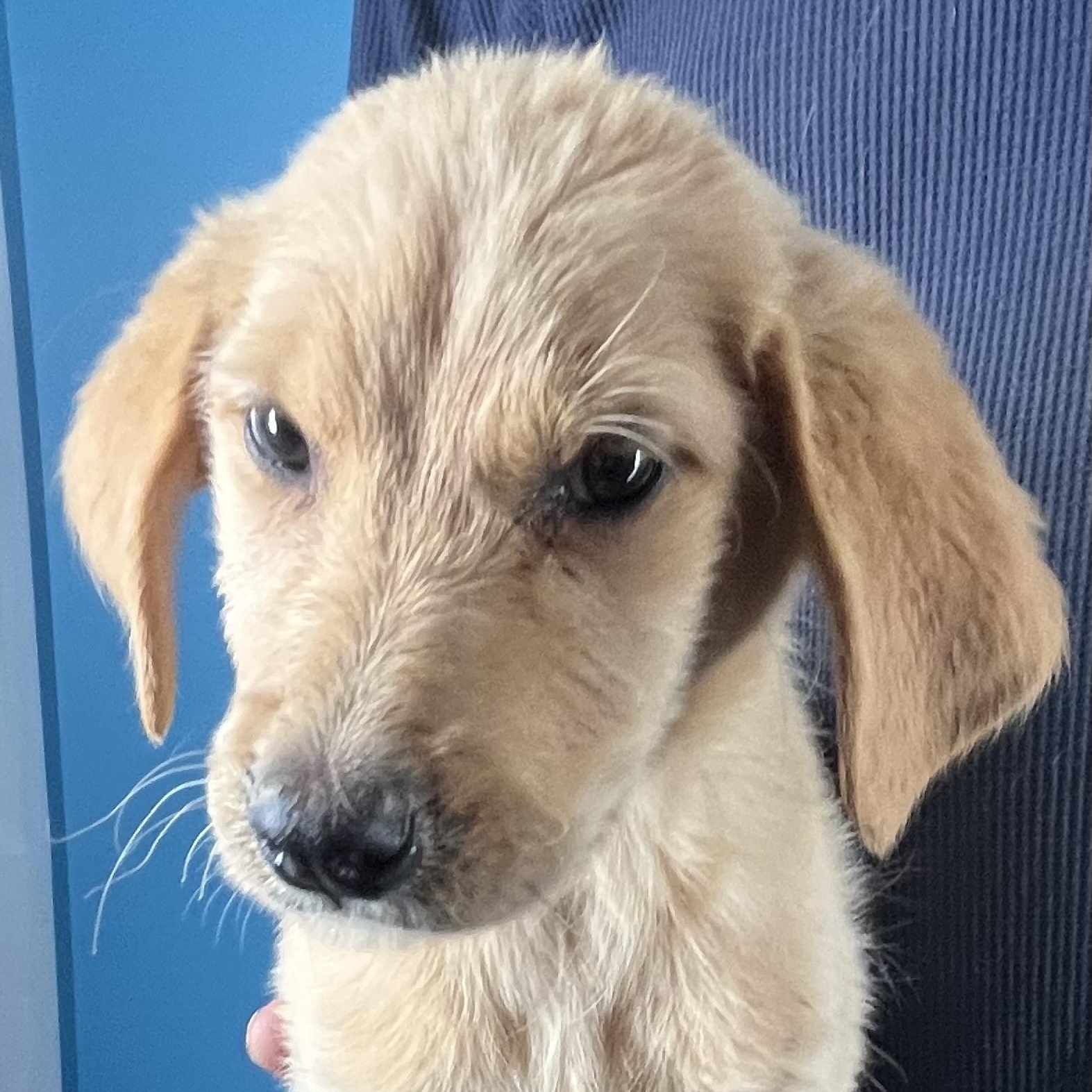 Honey - Local February 13-15, adopted, Puppy Female Labrador Retriever & Golden Retriever.