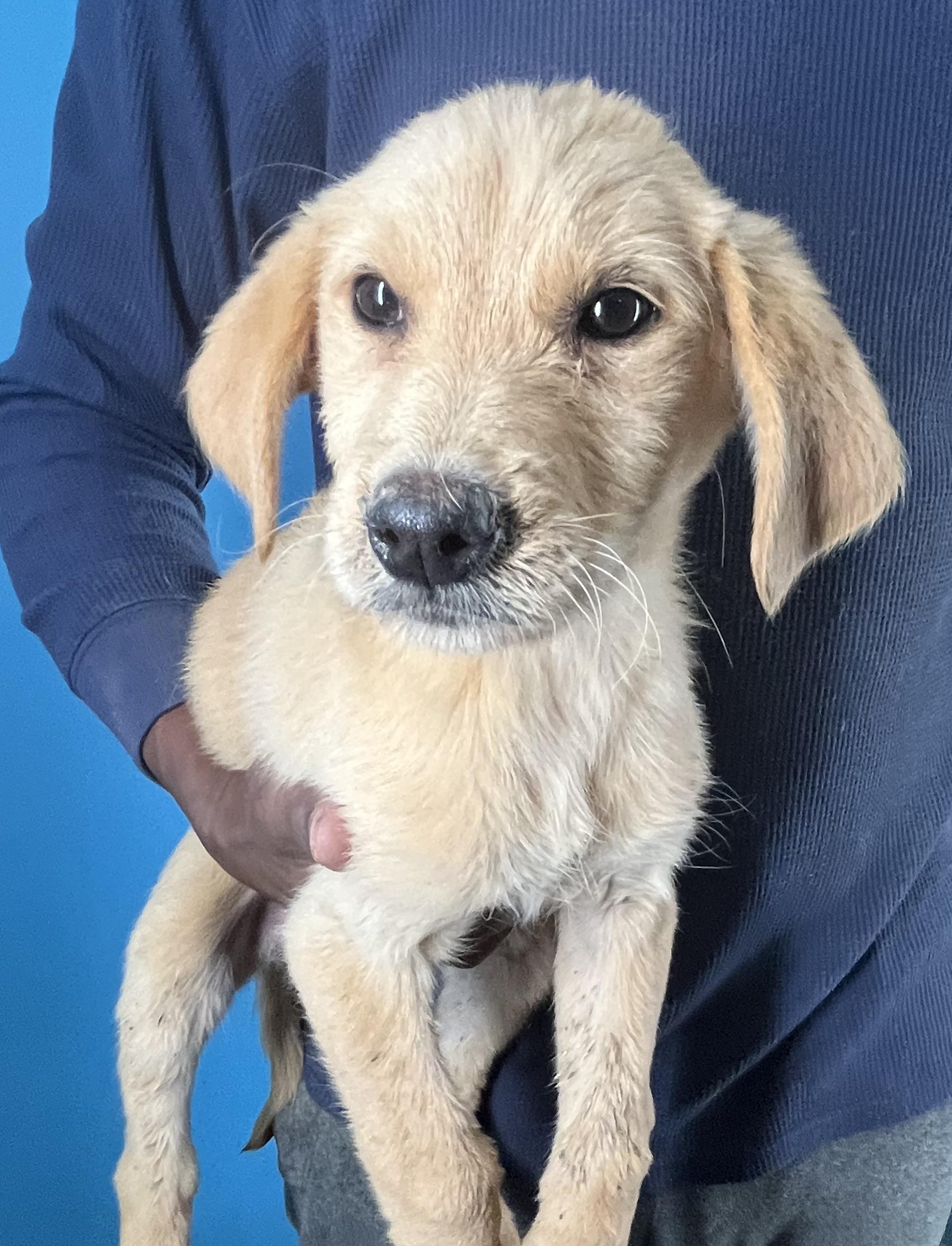 Enlarge Honey - Local February 13-15, an adopted mixed breed in Beaverton , OR image 4/5