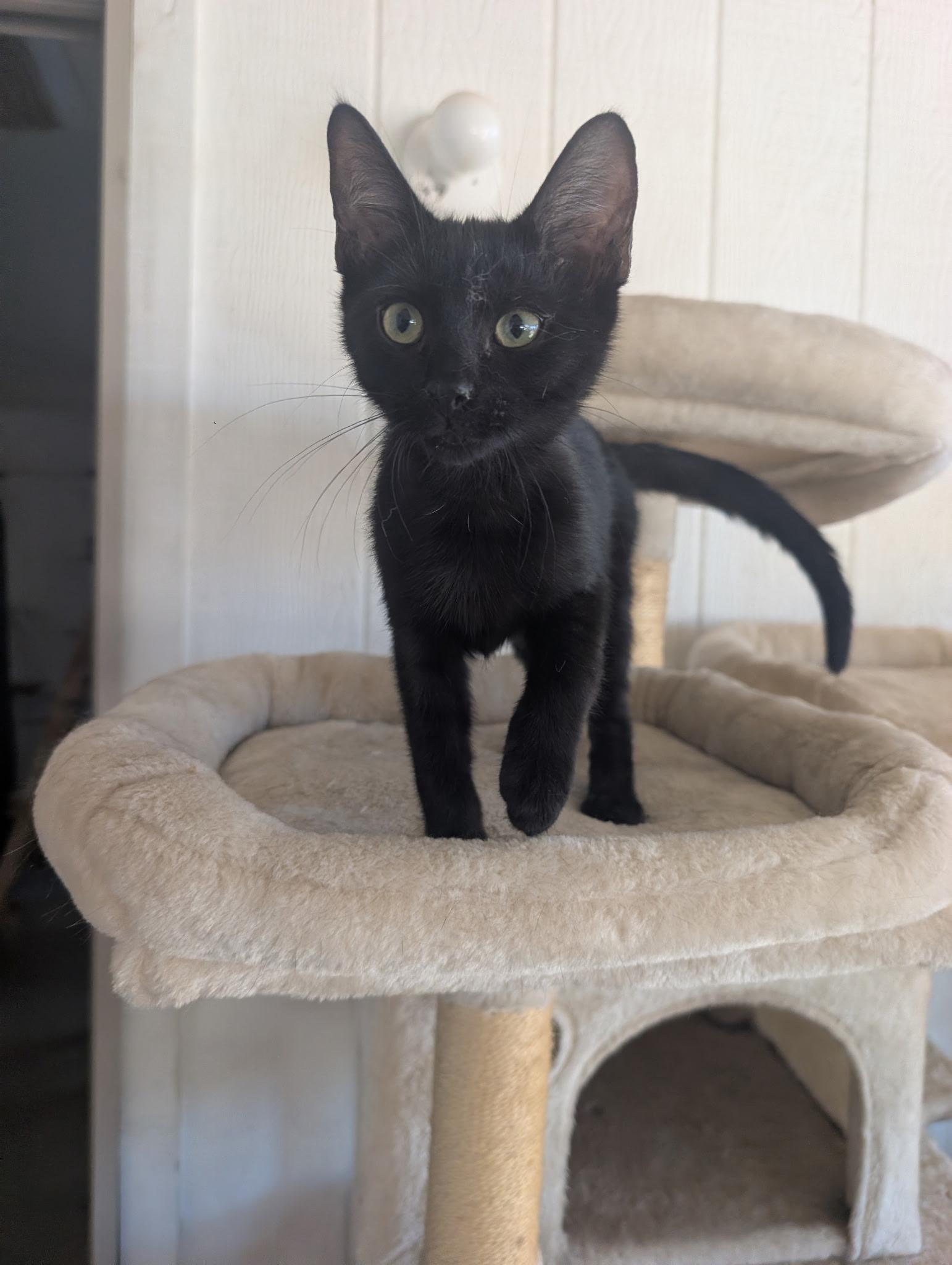 Enlarge Ollie, a Adoptable mixed breed in Youngtown, AZ image 2/2