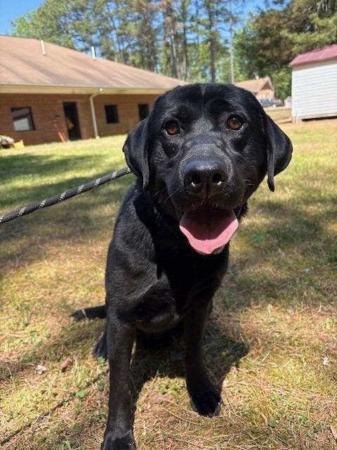 Enlarge SANTANA, a Adoptable Labrador Retriever in Warrenton, NC image 1/5