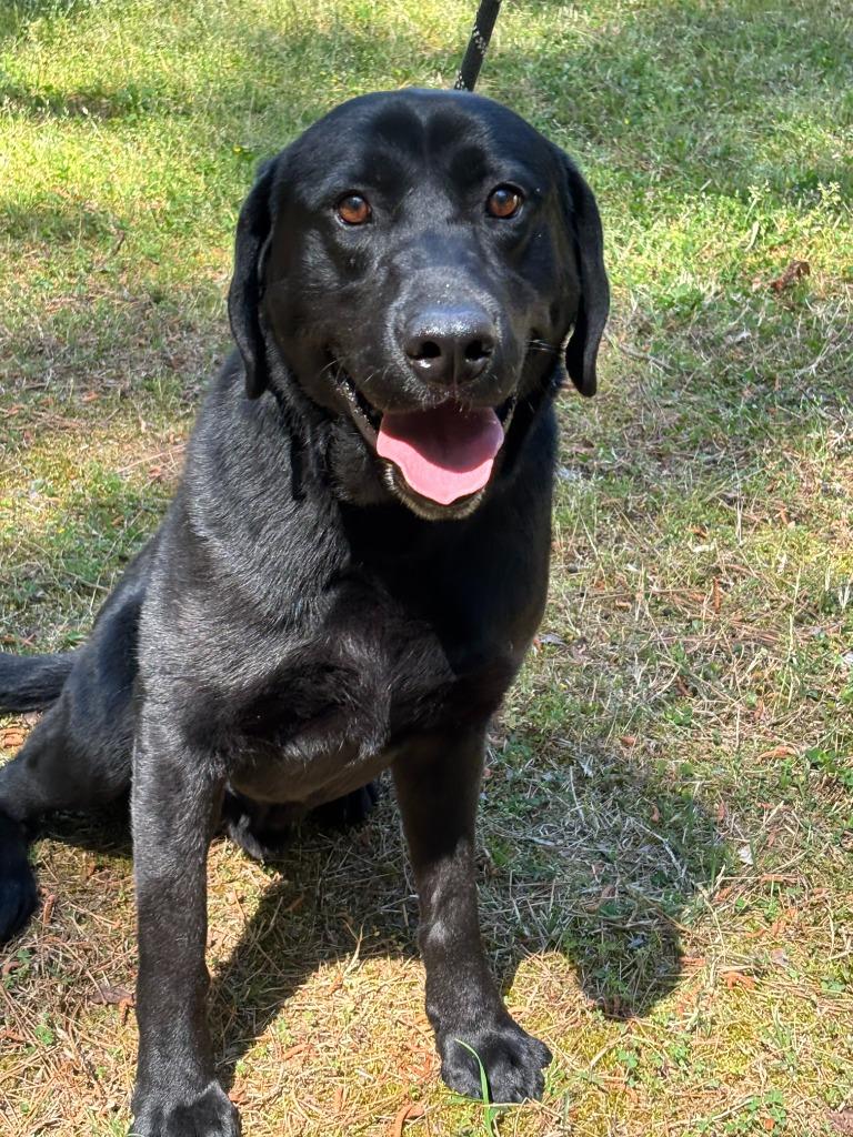 Enlarge SANTANA, a Adoptable Labrador Retriever in Warrenton, NC image 2/5
