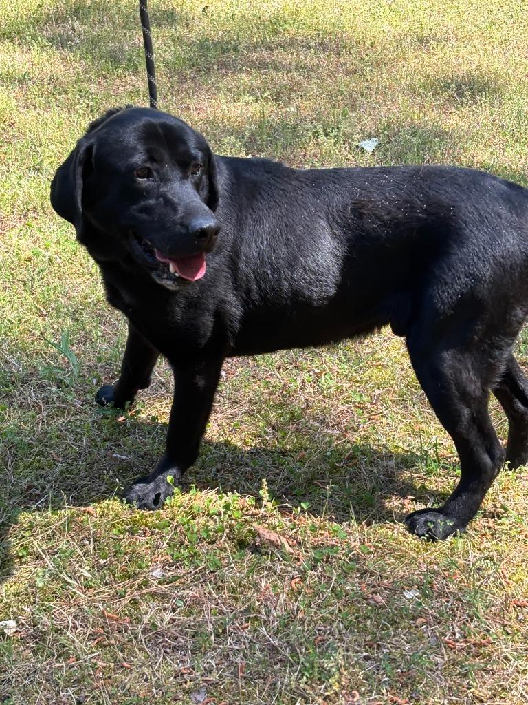 Enlarge SANTANA, a Adoptable Labrador Retriever in Warrenton, NC image 3/5