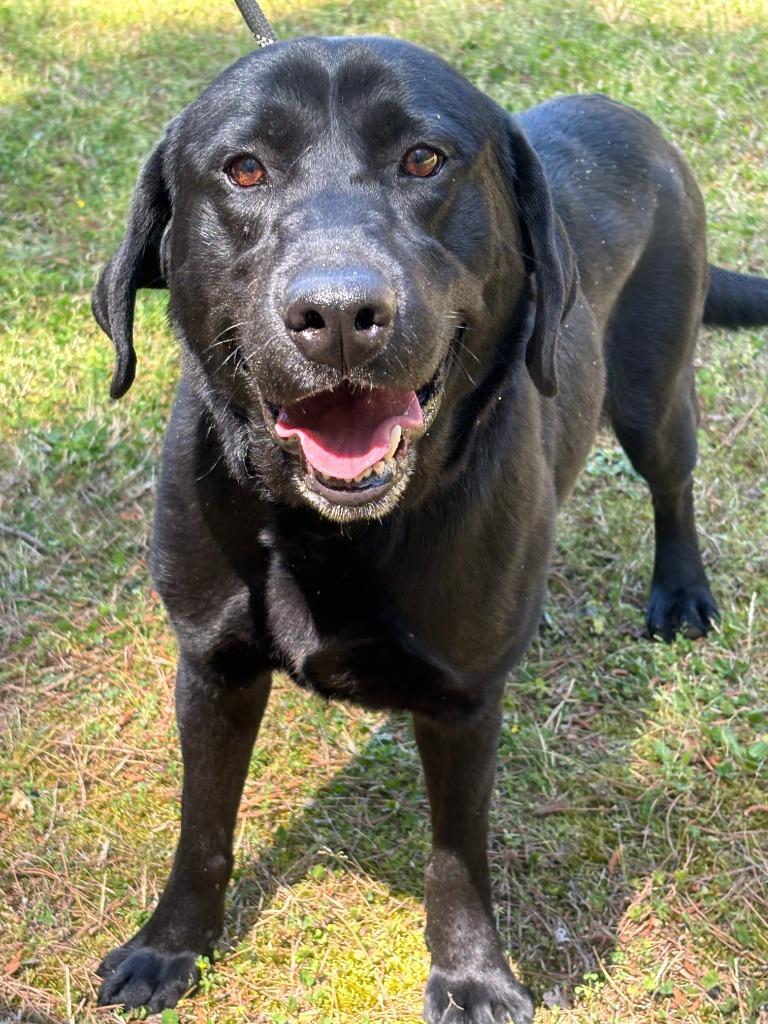 Enlarge SANTANA, a Adoptable Labrador Retriever in Warrenton, NC image 4/5
