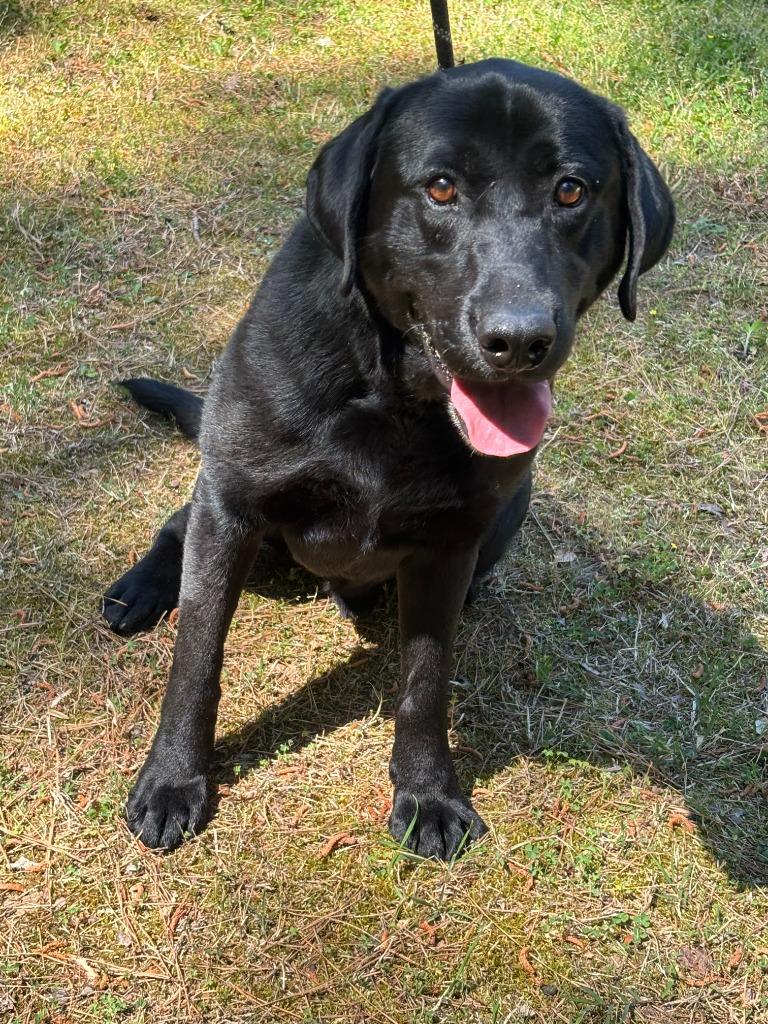 Enlarge SANTANA, a Adoptable Labrador Retriever in Warrenton, NC image 5/5
