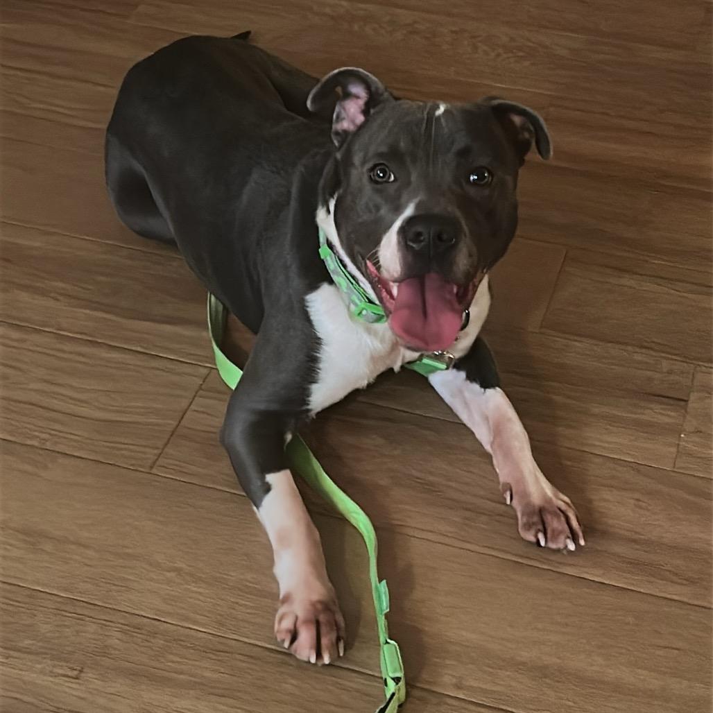 Gator, Adoptable, Adult Male American Staffordshire Terrier & Mixed Breed.