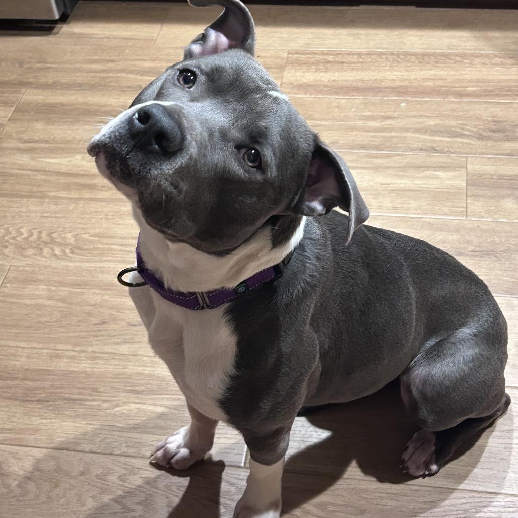 Gator, a Adoptable mixed breed in Avon, OH image 2/5