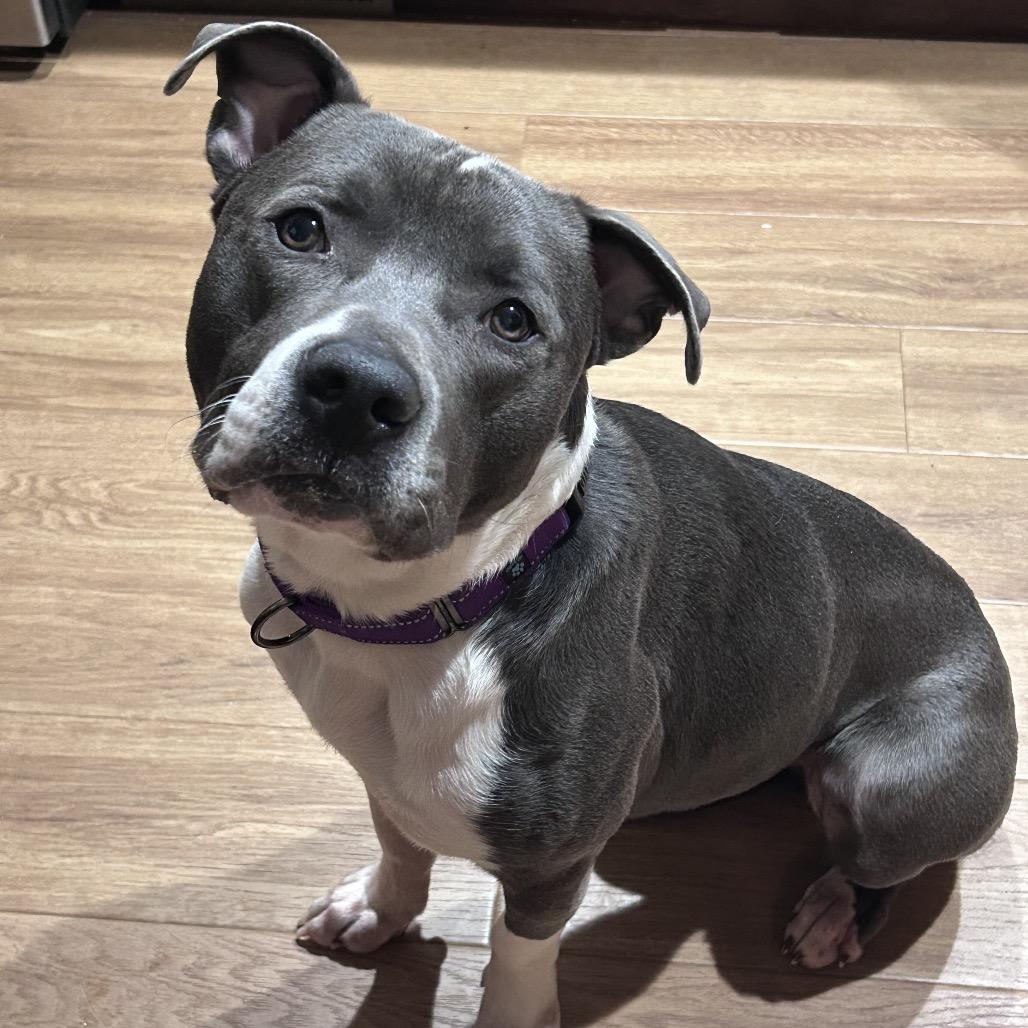 Gator, a Adoptable mixed breed in Avon, OH image 3/5