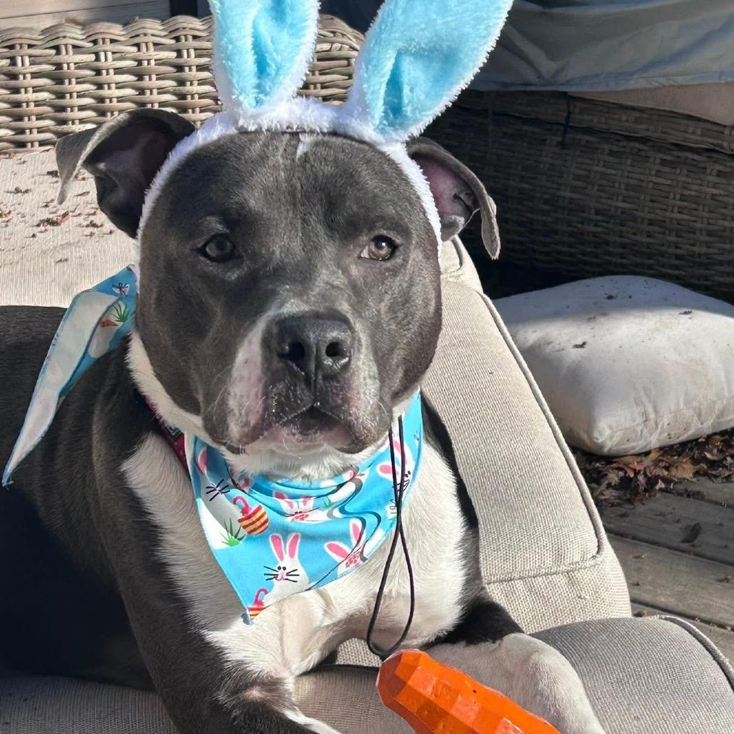 Enlarge Gator, a Adoptable mixed breed in Avon, OH image 4/6